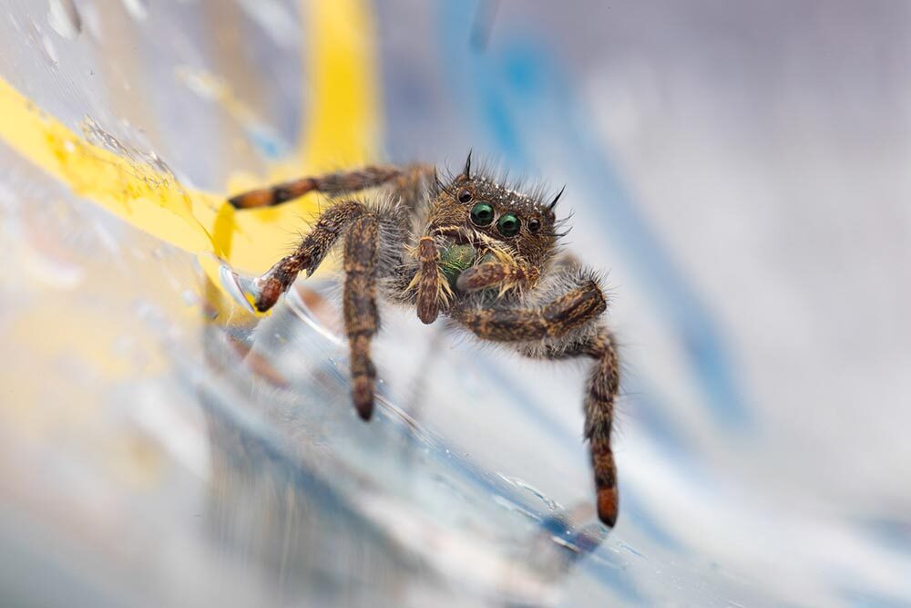 A jumping spider