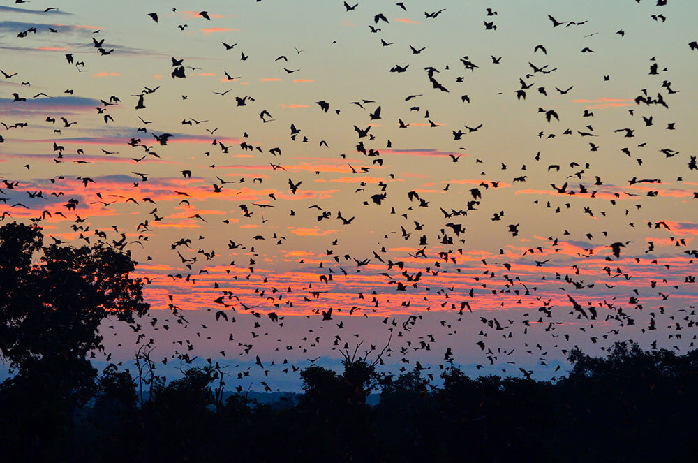 Bats blanket the sky at sunset