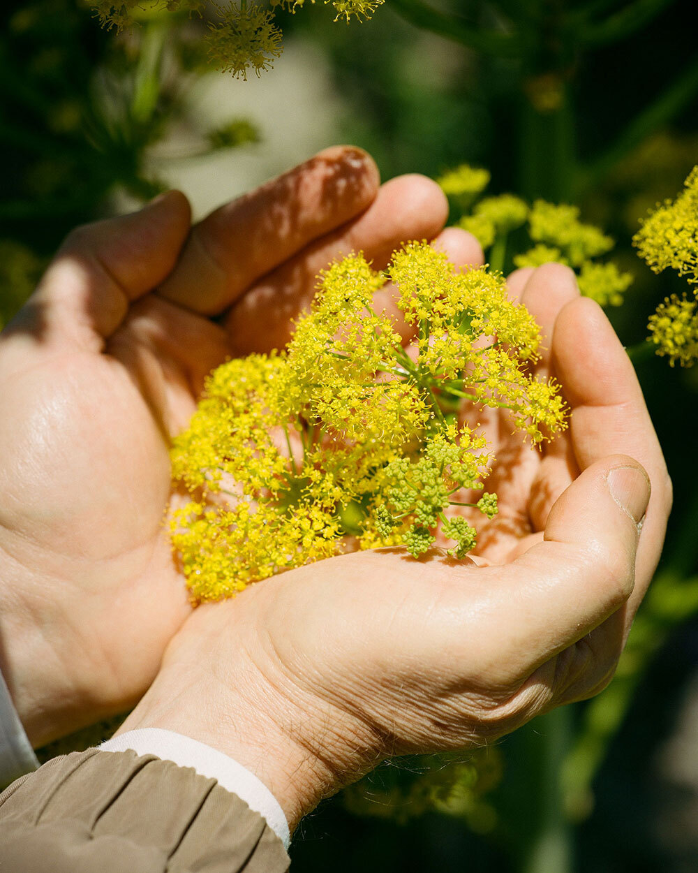 A person cups a handful of yellow blooms