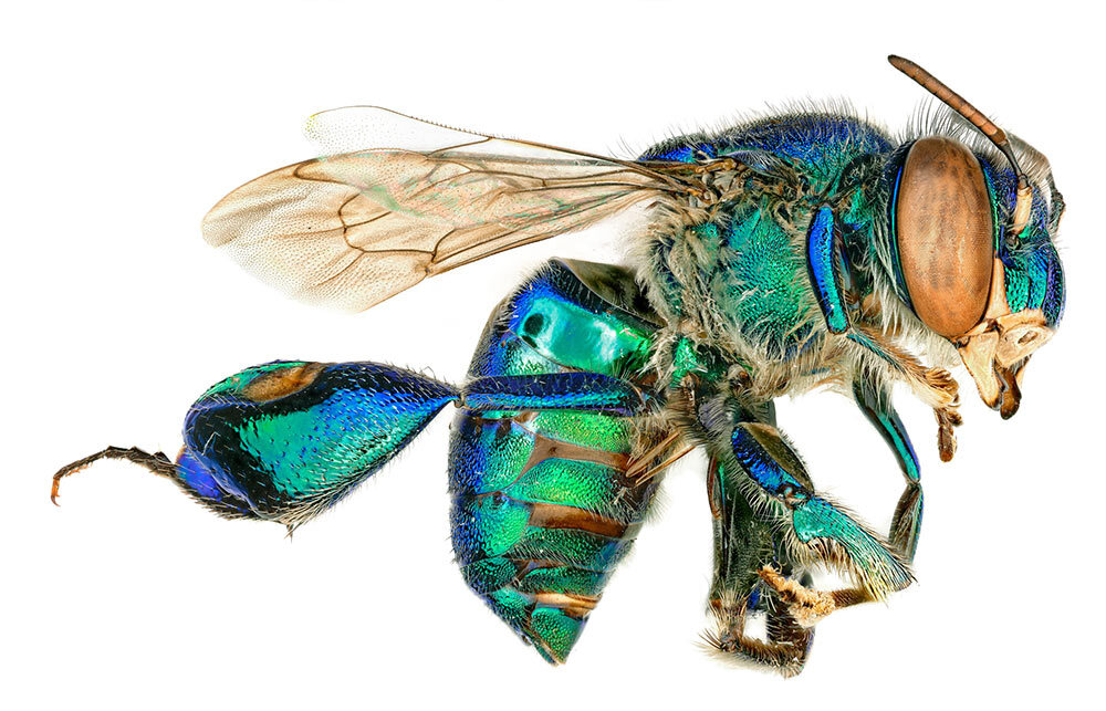 Iridescent orchid bees, tropical cousins of bumblebees and honeybees