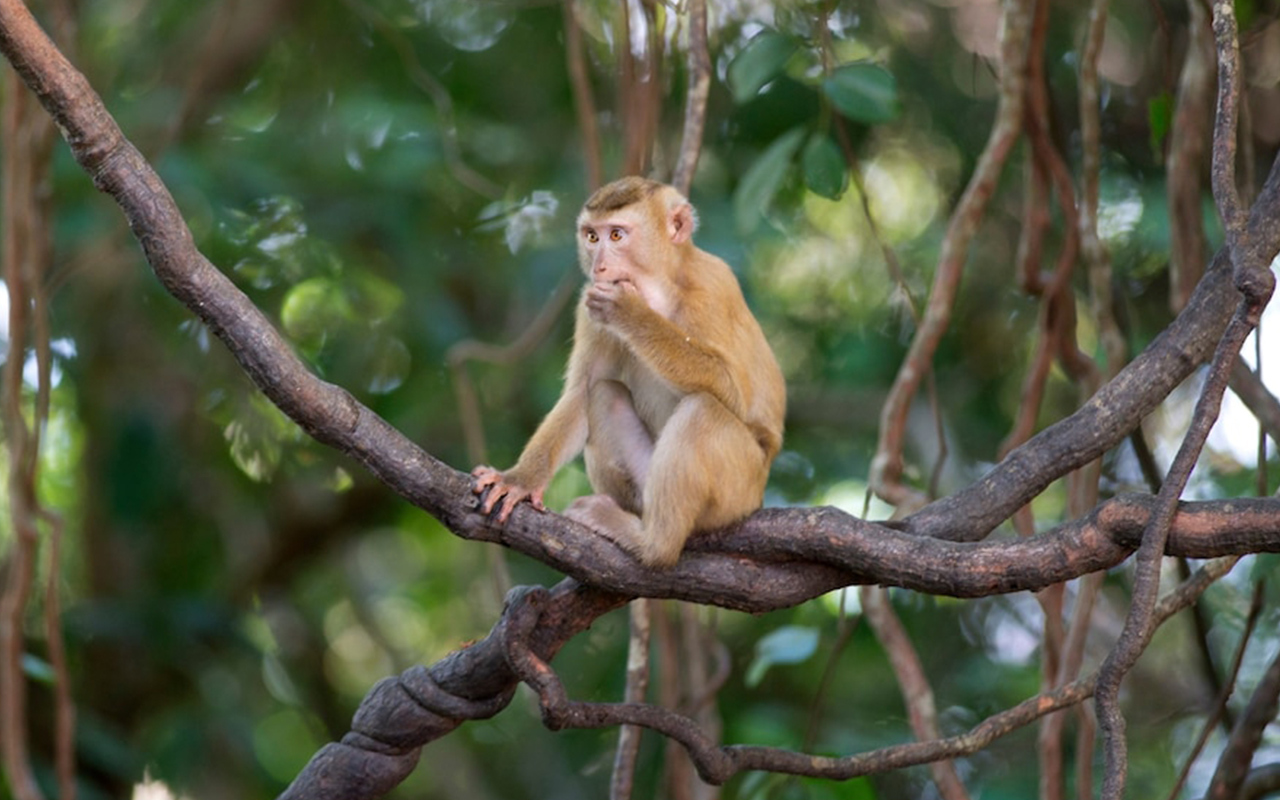 Pig-tailed macaques are trained to climb trees and pick coconuts on farms throughout southern Thailand. When they’re not working, they’re often kept in chains.