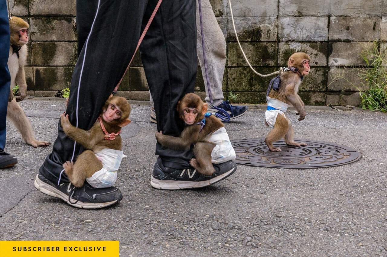 Trainers with the Sen-zu No Sarumawashi performance group in Kawasaki take their diapered charges on daily walks in the streets. In the earliest stage of sarumawashi (monkey performance) training, baby monkeys are taught to sit on tiny stools. Gradually they learn to walk on stilts and vault over hurdles.