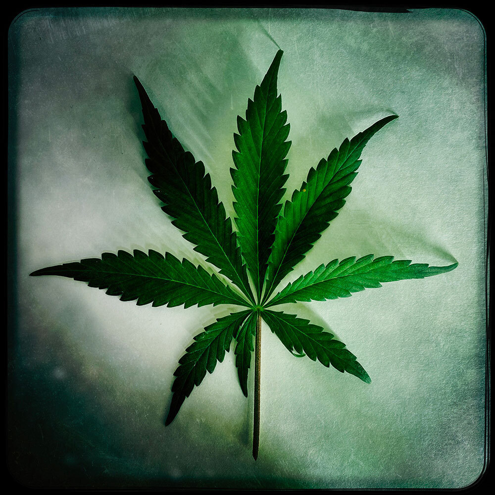 A picture of a marijuana leaf