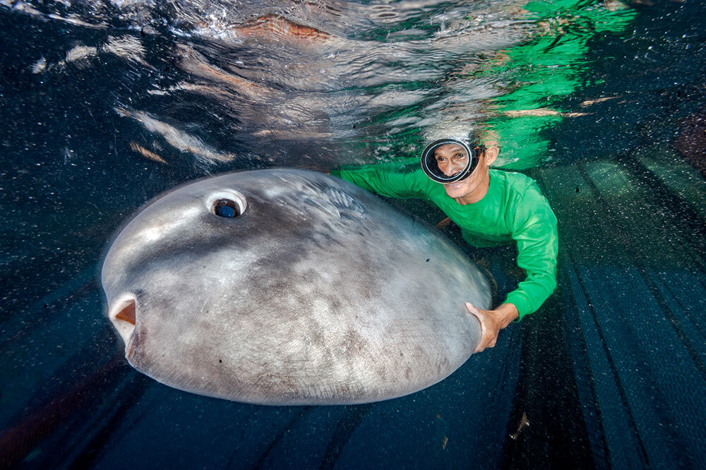 a person swims with a bumphead sunfish