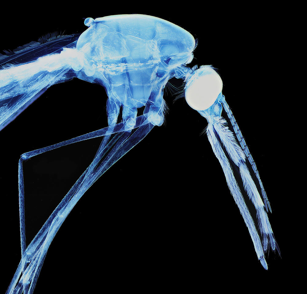 Light micrograph of a female species of Anopheles mosquito