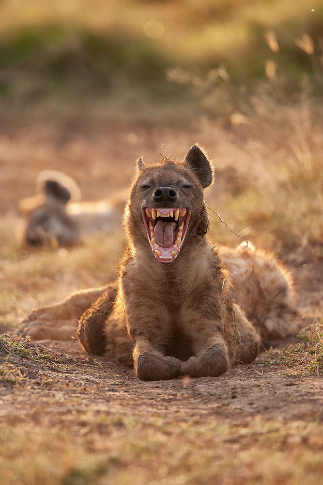 A picture of a spotted hyena yawning