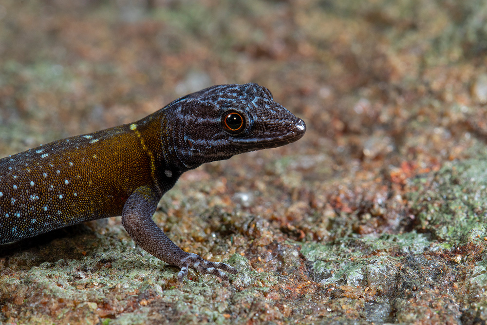 A close up photo of a lizard