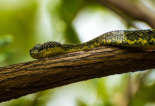 The Mt. Kenya Bush viper (Atheris desaixi), a species also only found in limited areas of Chuka, Kenya, is threatened by poaching for the pet trade. Fear of snakes is common in Kenya, both because of the risk of snake bites and beliefs that snakes are evil, which makes cracking down on poaching more difficult.