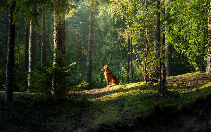 A Nova Scotia duck tolling retriever, a breed of hunting dog, rests in the forest. An experiment showed that hunting dogs may orient themselves to the magnetic field to find their way home. 