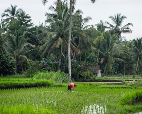 The rice terraces of Bali have earned the island a World Heritage listing, as a living manifestation of the philosophy of Tri Hita Karana, which emphasises harmony in daily life.