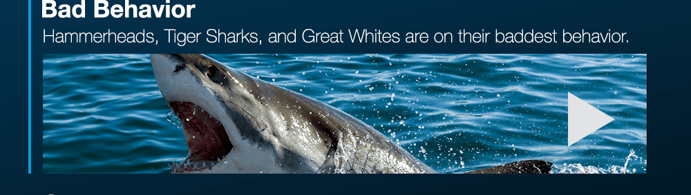 Bad Behavior: Hammerheads, Tiger Sharks, and reat Whites are on their baddest behavior.