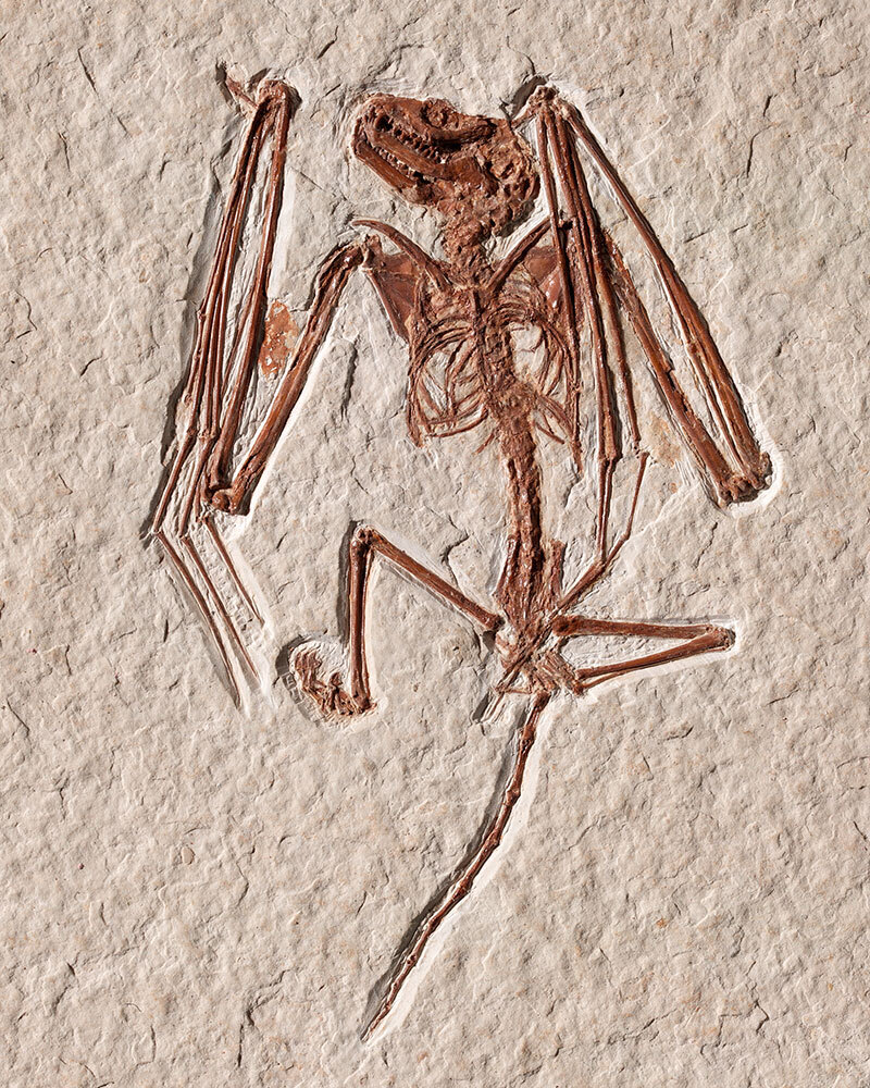 Bitty bat skeletons