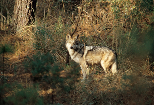 A Mexican gray wolf stands in forest clearing. These endangered animals once roamed widely throughout what is now the Southwest U.S. and northern Mexico.