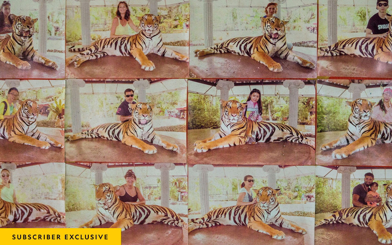 For $10, tourists can pose with this tiger at Phuket Zoo, in Thailand. Examples of souvenir photos are displayed here on a poster board. The tiger is held by a short chain and can’t stand up. Tigers may be declawed, or even drugged, to protect people around them.