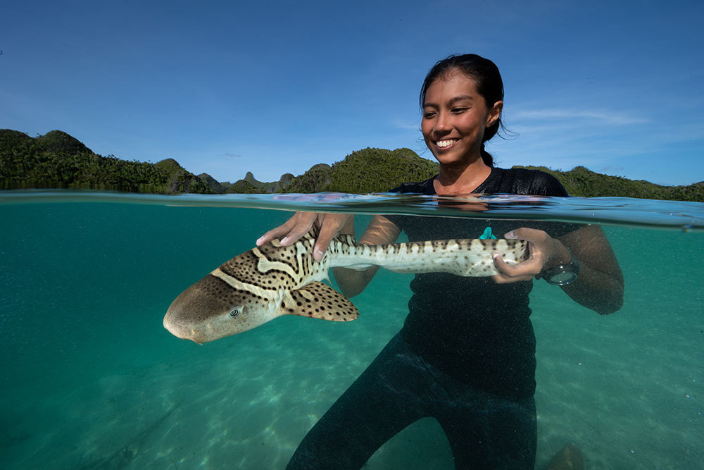 A scientist releases a baby shark into an Indonesian lagoon