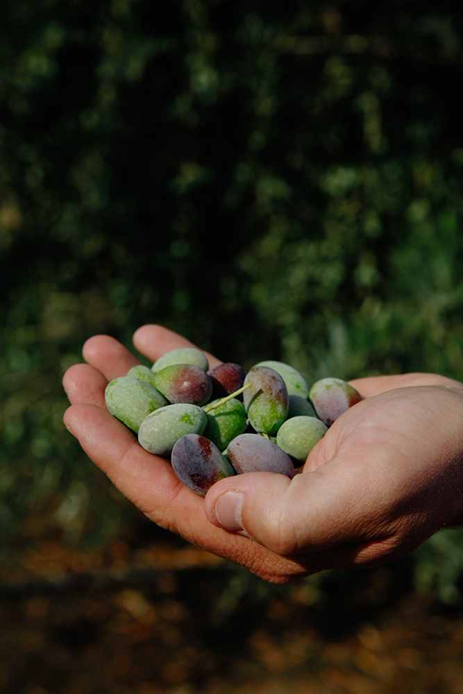 A hand cups a grouping of grapes