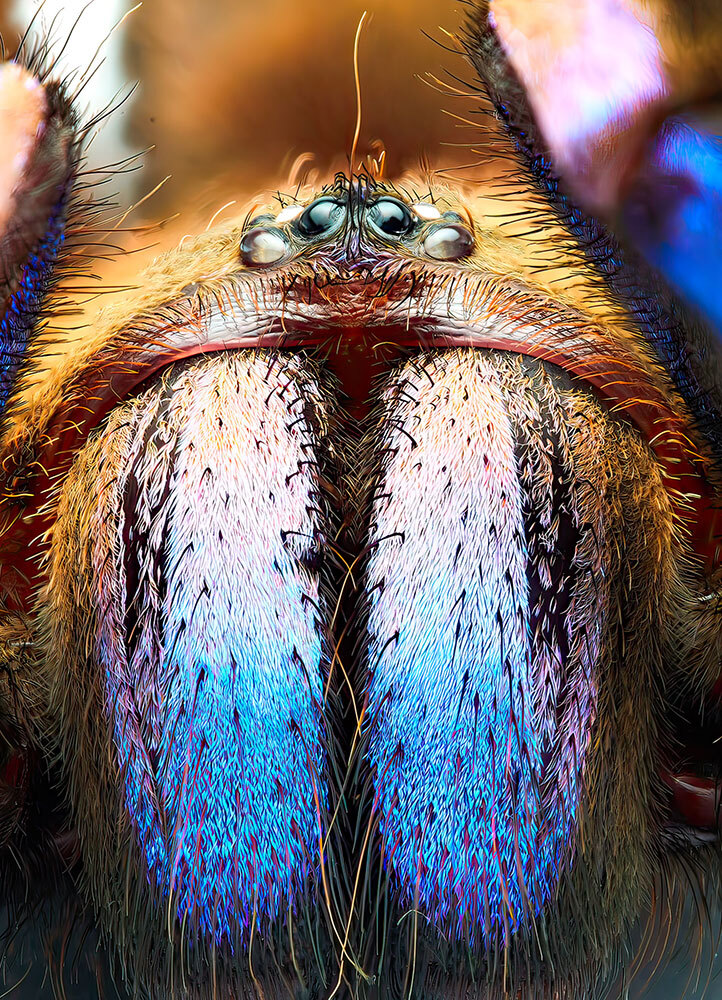 The new tarantula, which sports blue and purple neon colors, was discovered in a mangrove in Thailand.