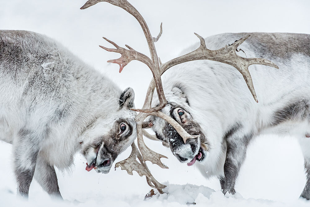 Reindeer