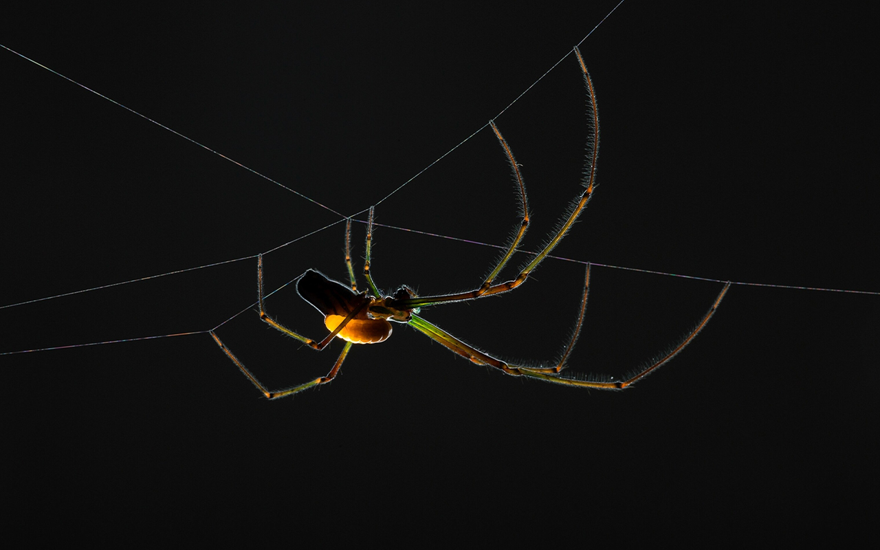 Under manipulation by a parasitic wasp larva, a Leucauge argyra spider builds a special "cocoon web" that will house the larval wasp until it grows up.