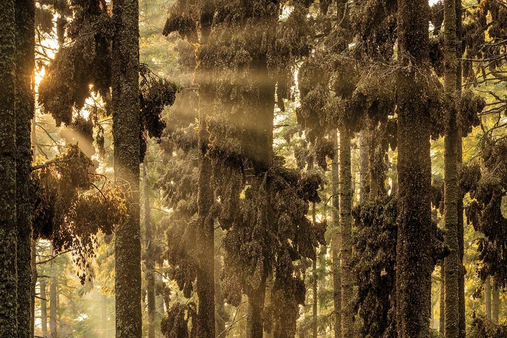 Streaked with sunlight and crowded together for warmth in winter, monarch butterflies blanket fir trees in El Rosario Sanctuary.