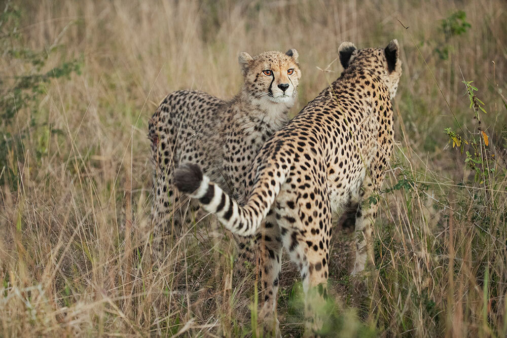 A cheetah and her cub roam the Phinda Game Reserve in KwaZulu-Natal, South Africa. Such private reserves have supplied much of the newly established Indian cheetah population.