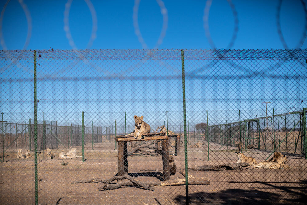 captive lions in South Africa