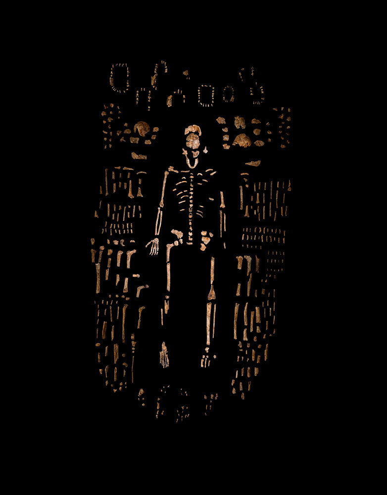 A fragmented human-like skeleton surrounded in a circular pattern by hundreds of small bone fragments grouped by kind.