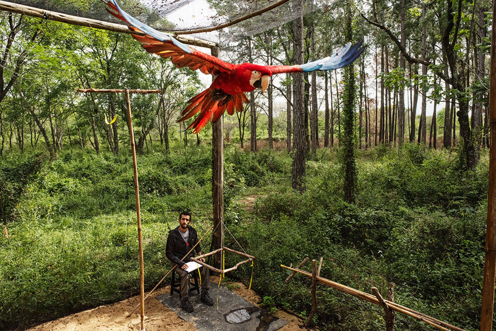 A macaw flies