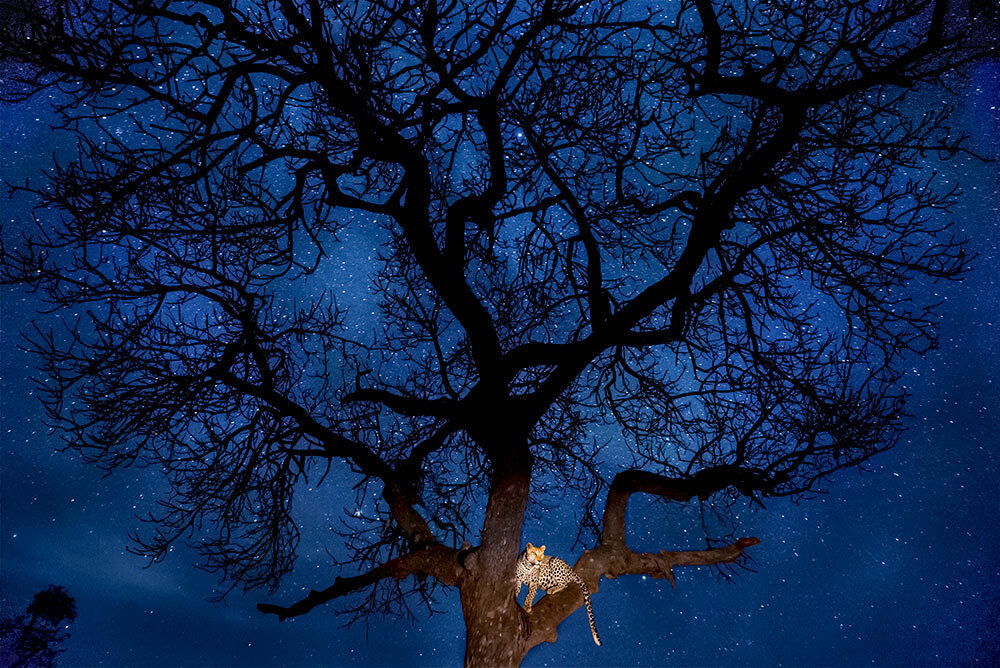 a leopard in a tree