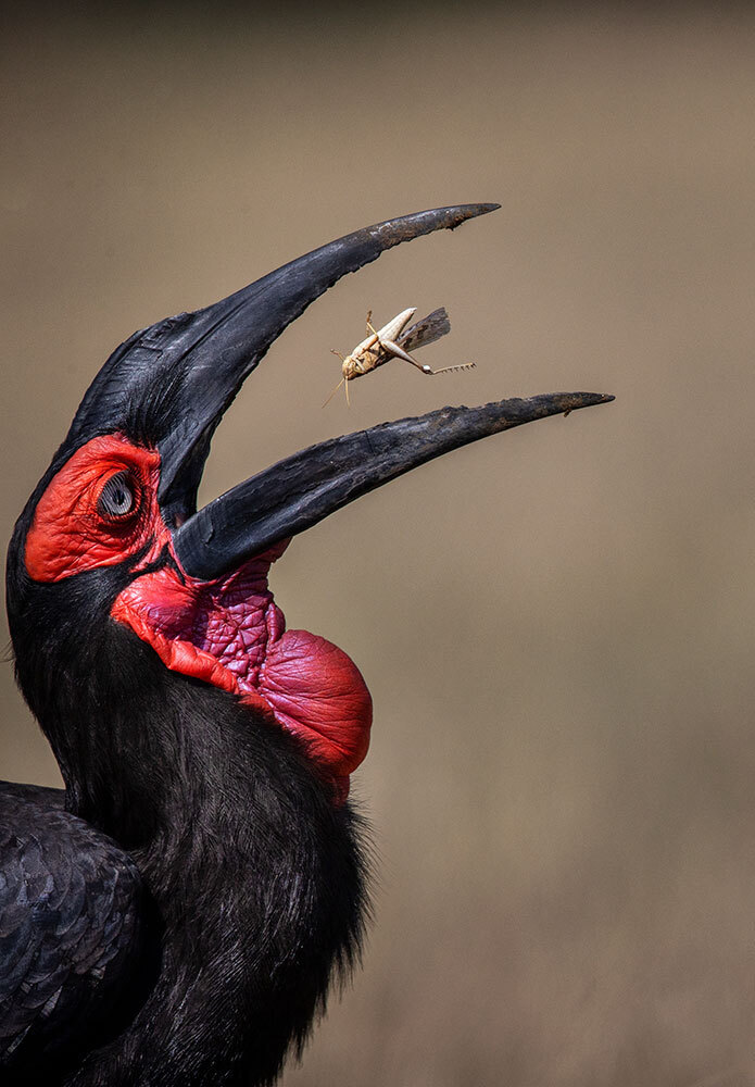 A picture of a bird eating a locust mid bite