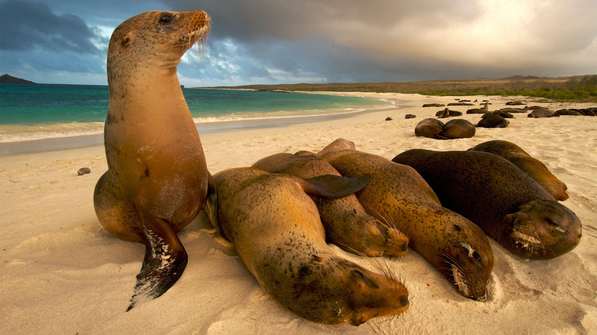 A cluster of Galápagos sea lions lounges on the beach.