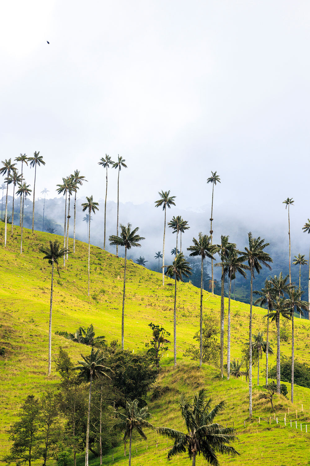 Tall palm trees dot a hill