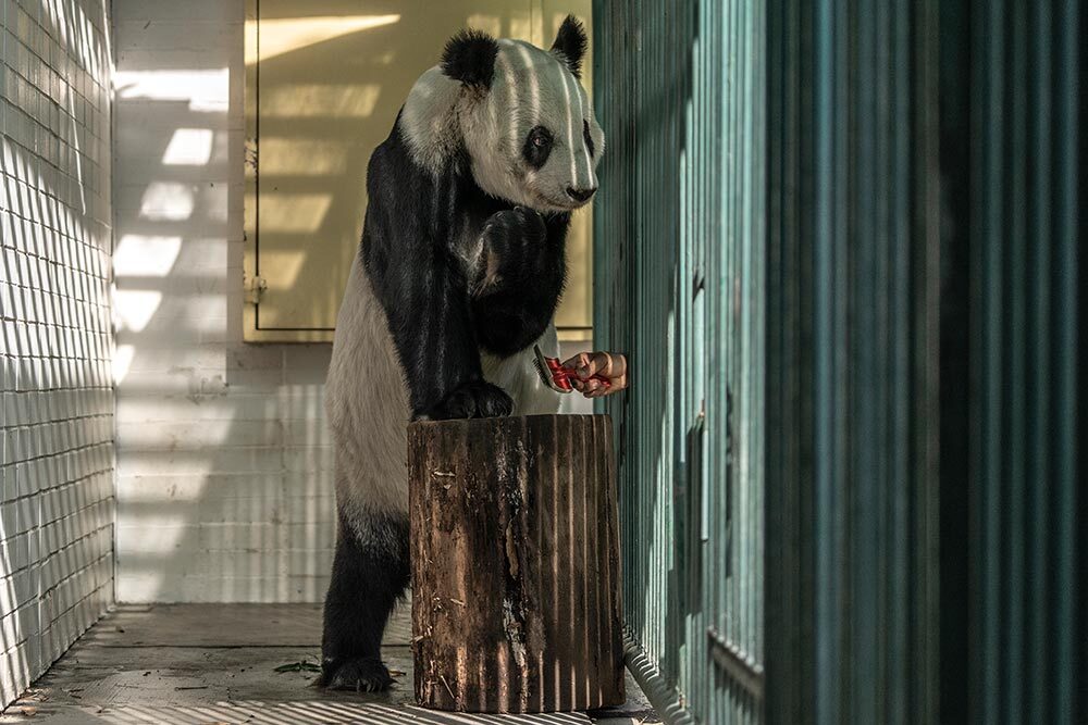 Reaching through the bars of her enclosure, a caretaker brushes Xin Xin.