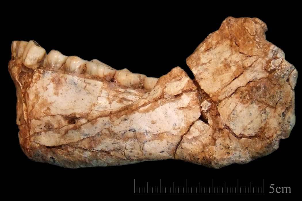 fossil jawbone from an adult hominin