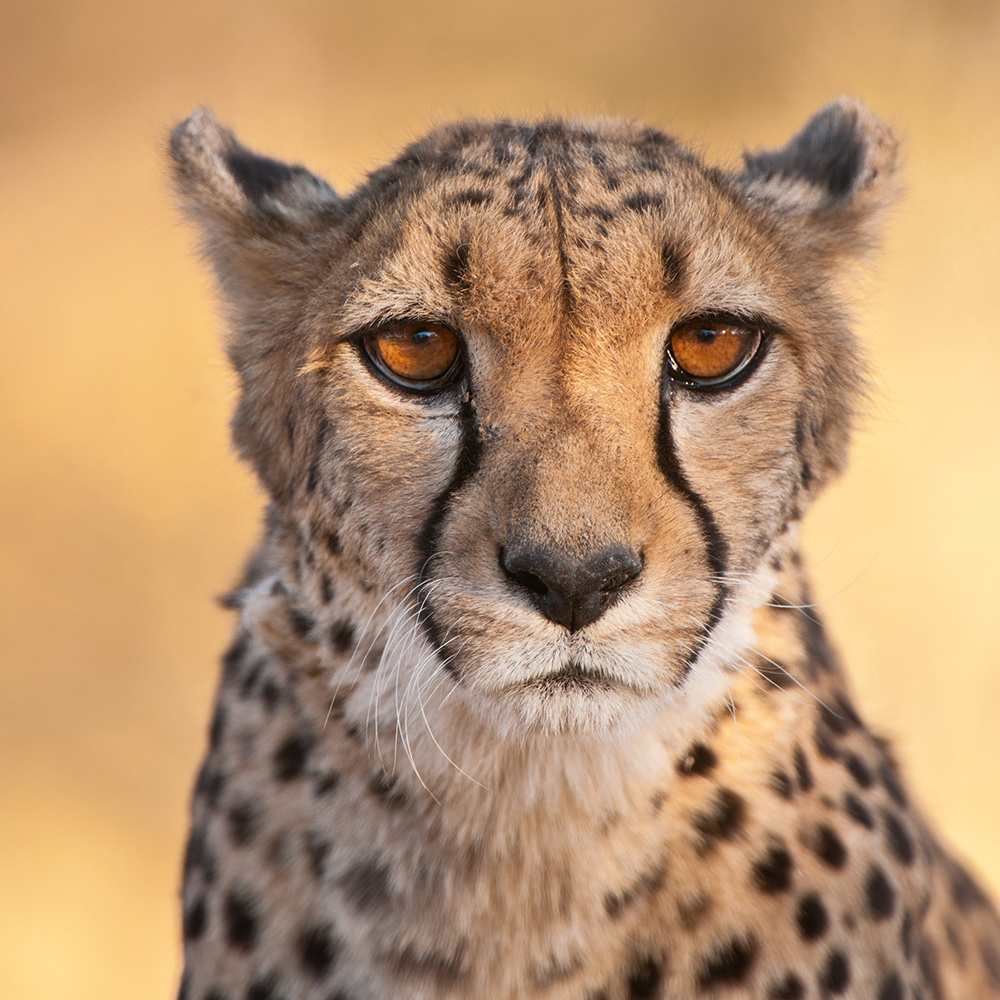 A portrait headshot of a cheetah in the wild