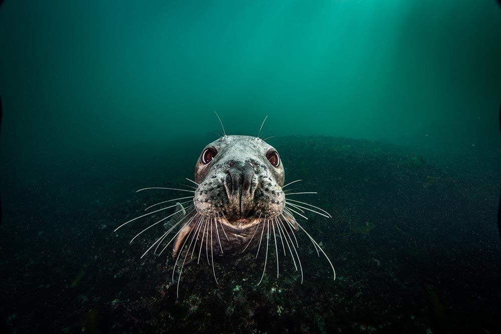 Facial close-up of a wide-eyed grey seal.