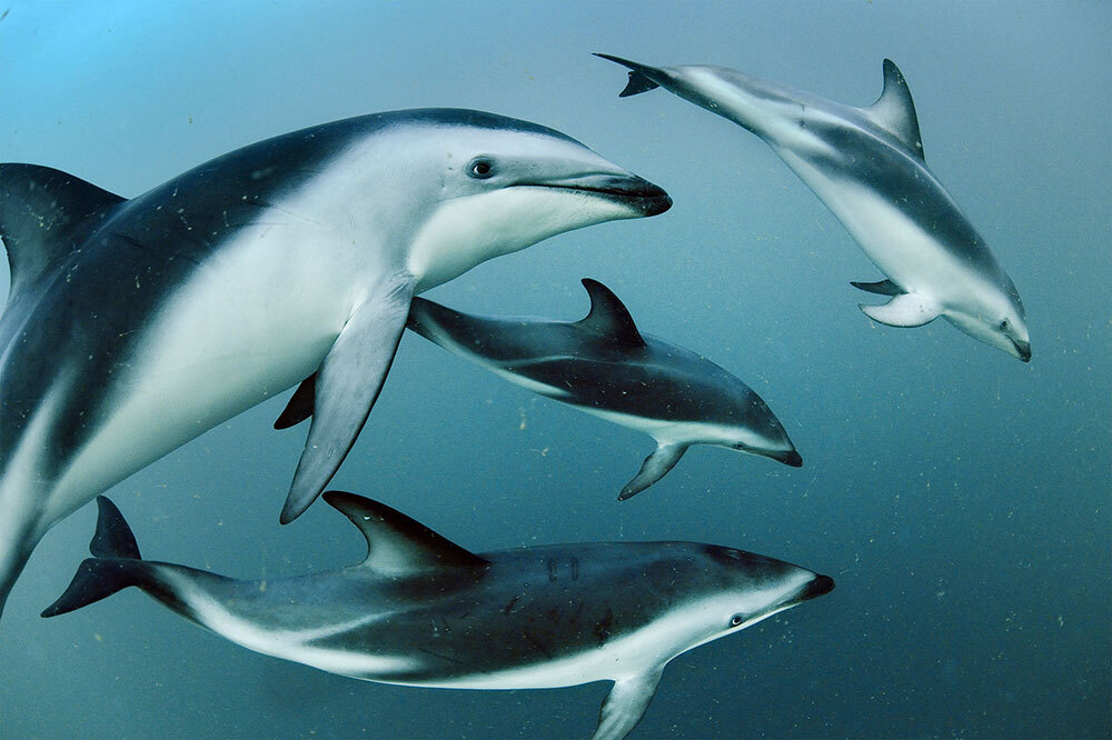 Dolphins