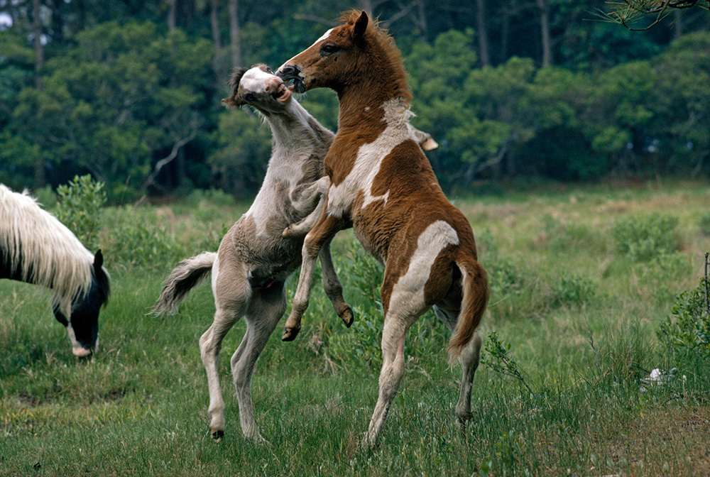 Picture of two Chincoteague stallions standing and sparring on their hind legs.