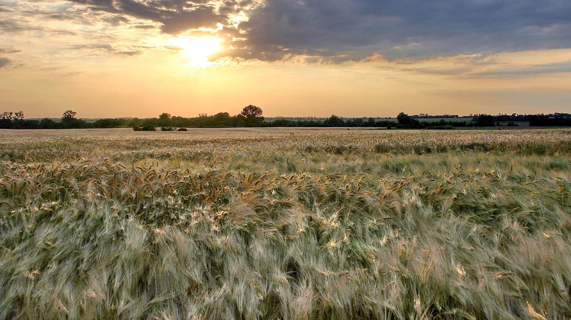 A barley field in the Uckermark region, known as the granary of Brandenburg, glows golden at sunset.