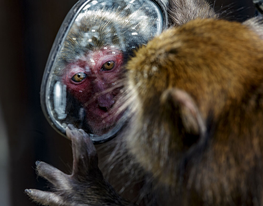 a macaque stares at itself in a hand mirror