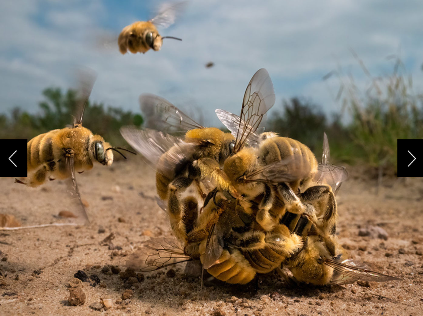 Bees swarm together in a ball on the ground