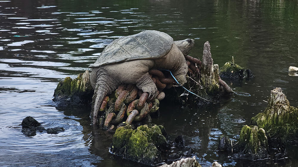 a large snapping turtle named Chonkosaurus