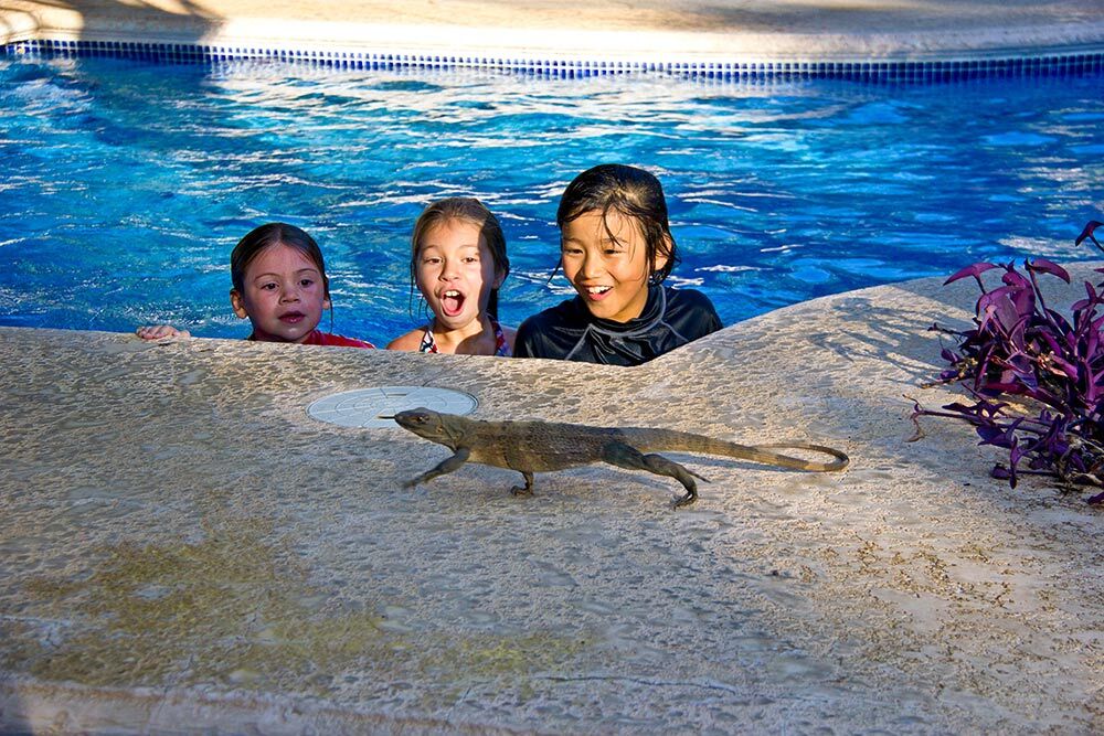 children staring in awe at a lizard