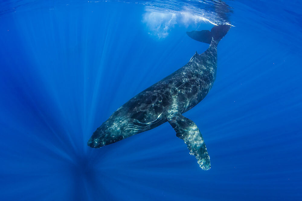 A male humpback whale swims off Maui, Hawaii