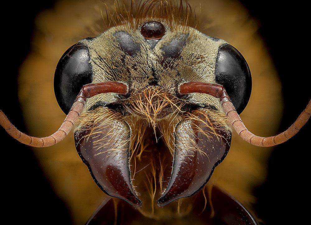 A male Dorylus mayri ant from West Africa