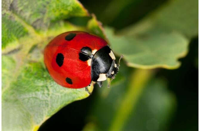 Ladybug