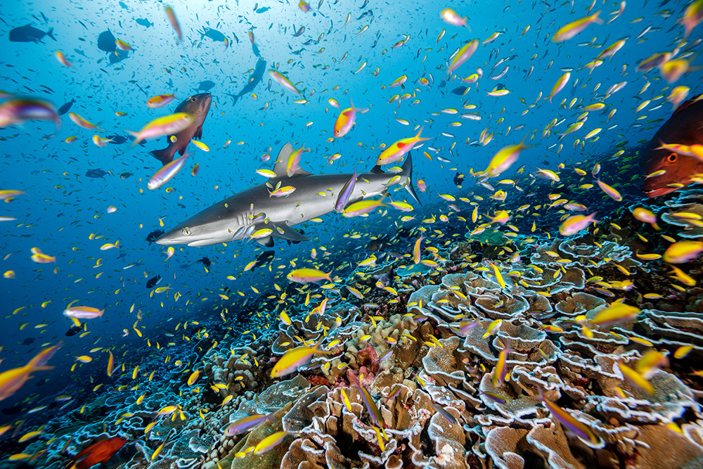 A shark swims through countless bright fish above a coral reef