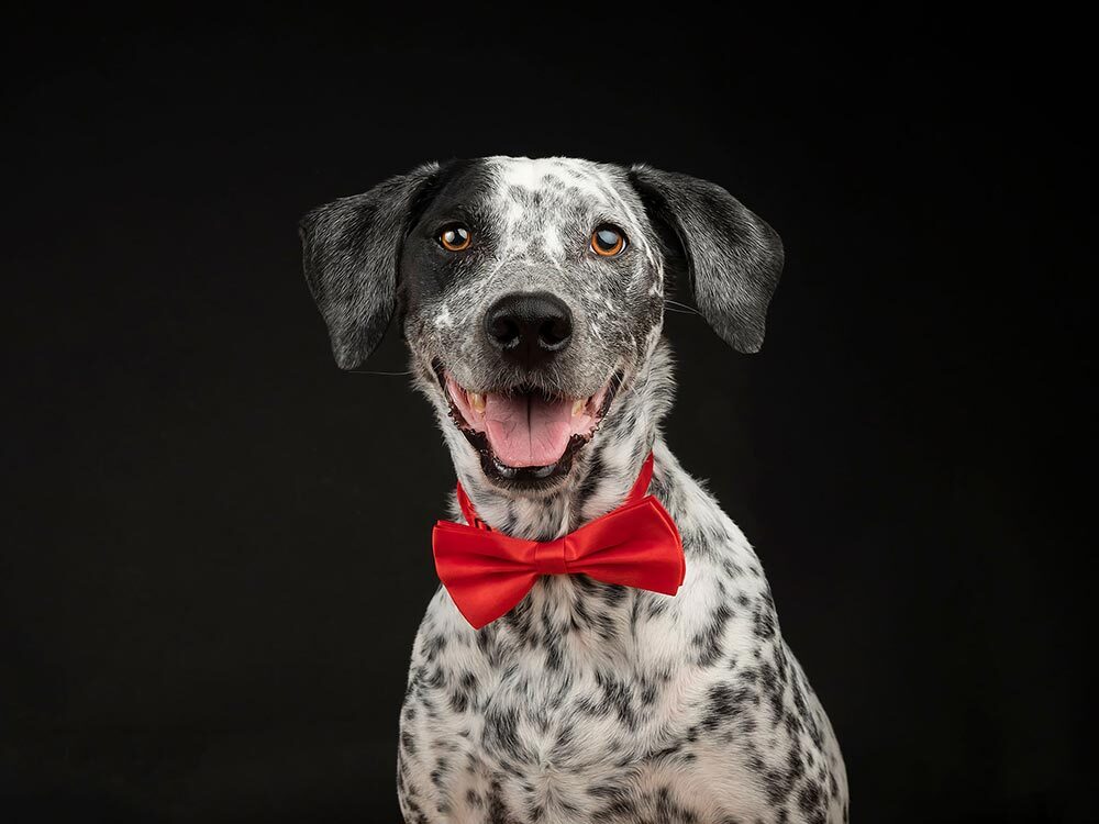 Which breeds this Dalmatian's bloodline is blended with aren't clear from appearance alone.