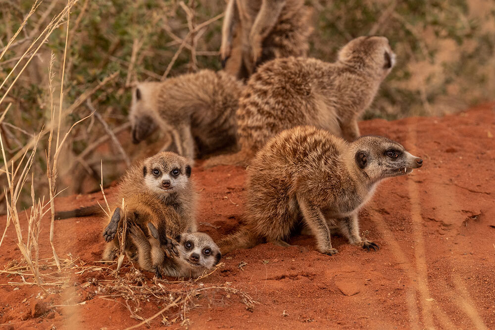 meerkats