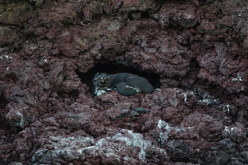 Two penguins lay in a whole carved into volcanic rock